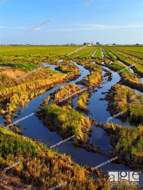 Harvested Rice Fields Ebro River Delta Natural Park Tarragona