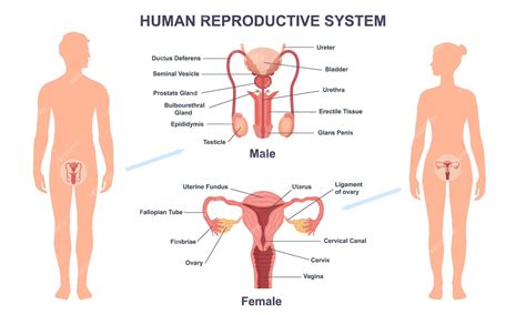 Estrutura Do Sistema Reprodutivo Humano Dos órgãos Genitais Masculinos E Femininos Ginecologia E