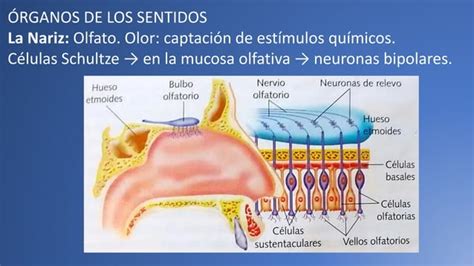 Receptores Sensoriales Ppt