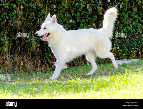 Una Hermosa Joven Berger Blanc Suisse Perro Corre Sobre La Hierba El