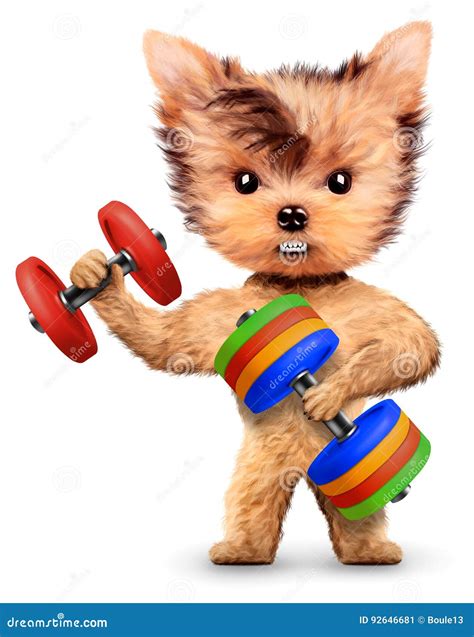 Funny Dog Training With Dumbbell In Sport Gym Stock Illustration