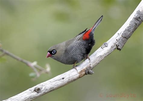 Beautiful Firetail First Good Shots Of These Birds 041022