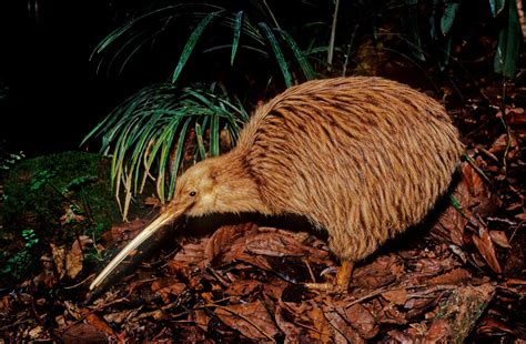New Zealand’s kiwi a ‘recent’ arrival from Australia – Newsreel