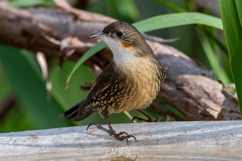 A Female White Throated Treecreeper In The Garden For A Dr Flickr