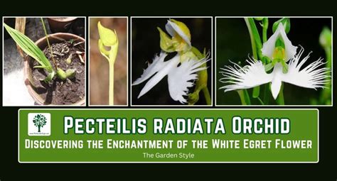 Pecteilis Radiata Orchid The White Egret Flower Cultivating Beauty