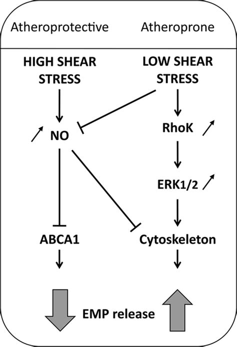 Shear Stress Regulates Endothelial Microparticle Release Circulation