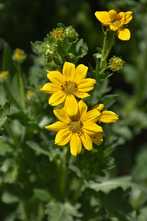 Engelmann S Daisy Engelmannia Peristenia In Rapid City South Dakota