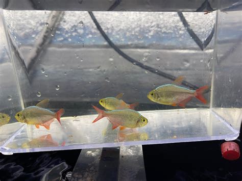 Columbian Tetra (Hyphessobrycon columbianus) – Armored Cat Aquatics LLC