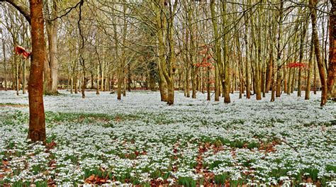 Single Snowdrops (In The Green) | Woodland Bulbs