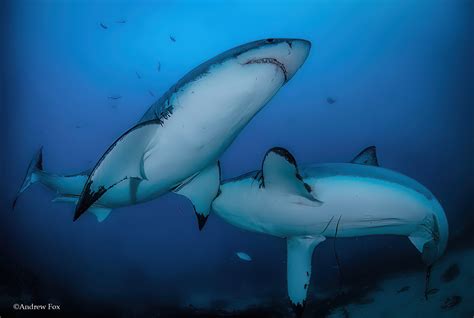 Great White Sharks — Australia - Big Animals Expeditions