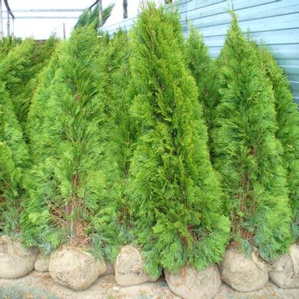 Thuja Occidentalis Smaragd