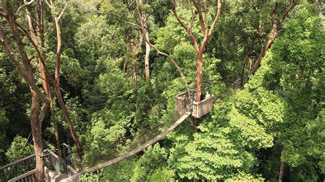 Canopy walk - Visit My Borneo