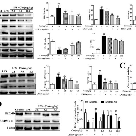 Cordycepin Suppressed Pyroptosis Via The Tlr Nf B Nlrp Signaling