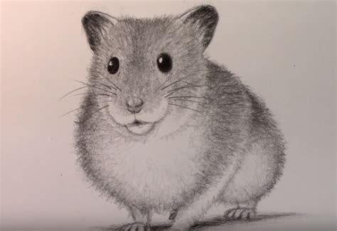 Easy Hamster Drawing at PaintingValley.com | Explore collection of Easy Hamster Drawing