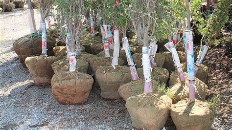 How To Plant Bandb Trees Nursery Management