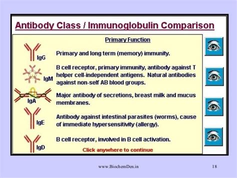 What are Antibodies? Types of Antibodies