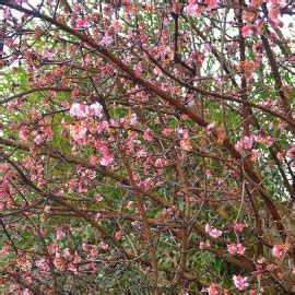 Viburnum Bodnantense Dawn Vente Viorne D Hiver