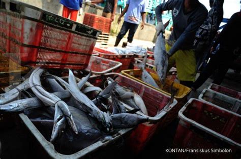 Stok Ikan Di Muara Baru Dan Muara Angke 10 600 Ton