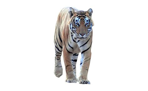 Tiger Walking Frontal Png Image Tiger Walking Animals Tiger