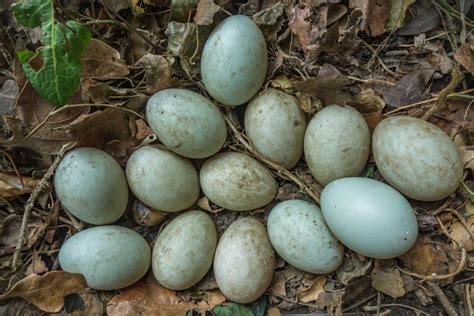 Green Blue Black And White Duck Egg Colors By Breed — Raising Ducks