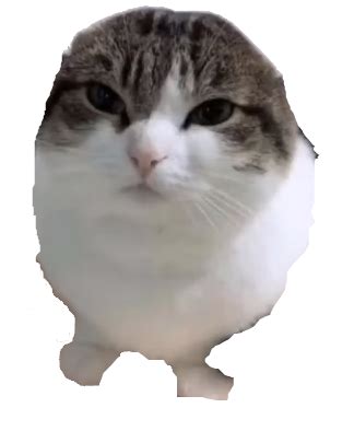 Wawa cat Transparent Memes - Imgflip