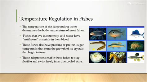 Temperature Regulation In Fishes Amphibians Birds YouTube