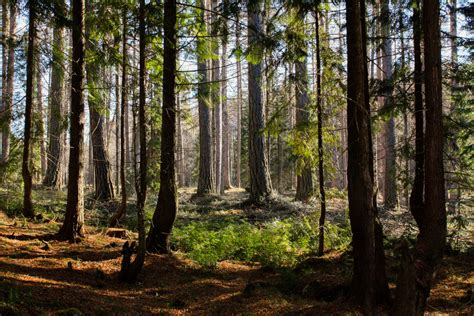 Aurinkoinen metsä Ilmaisia kuvia Suomesta