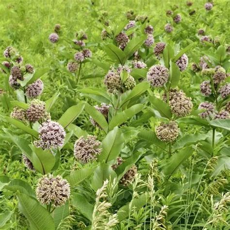 Common Milkweed Seeds for Large Butterfly Gardens!