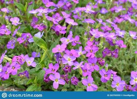 Aubrieta Blooms In A Flower Bed In The Garden Stock Image Image Of