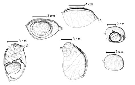 Macrolobium Fabaceae Fruits And Seeds