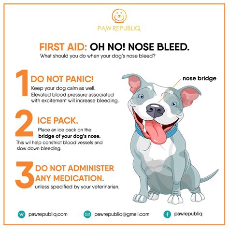 What Causes Nose Bleeds In Dogs
