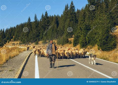 Romania Transalpina October 12 2023a Shepherd Drives A Flock Of