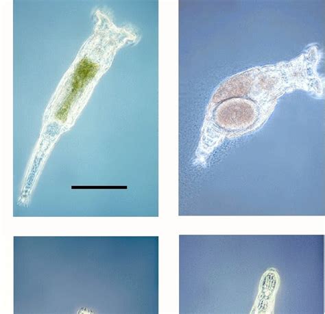 Sex Genes And Evolution Bdelloid Rotifers Ancient Asexuals