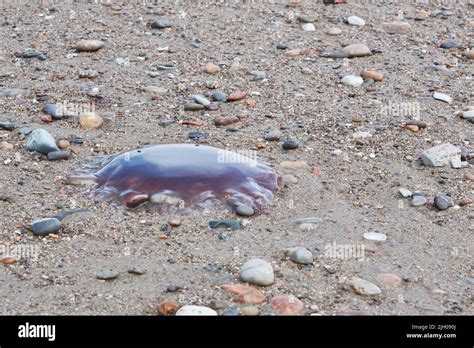 Lions Mane Jellyfish Hi Res Stock Photography And Images Alamy