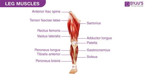 Leg Muscles: Definition, Parts of Leg muscles, FAQs