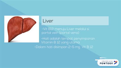 Metabolisme Vitamin B12 Part 2 Youtube