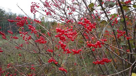 Highbush Cranberry Viburnum Trilobum Shrubs Cold Stream Farm