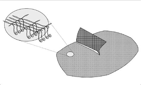 Schematic Representation Of Progrip Mesh As Shown The Surface In