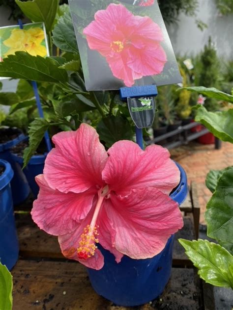 Hibiscus Rio Clara Hot Pink 150mm The Garden Feast