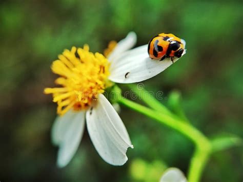 Ladybugs Eating On A Leaf Macro Photo Coccinellidae Arthropoda