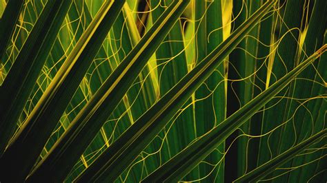 Iowa Macro Nature Green Plants Usa Leaves Depth Of Field Palm