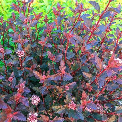 Spring Hill Nurseries 250 Qt Pot Center Glow Ninebark Physocarpus