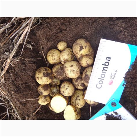 Продам семенной картофель из Беларуси, купить семенной картофель из ...