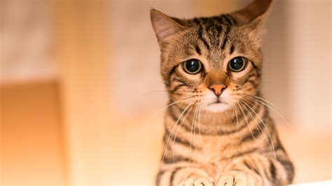 La Fascinante Relación Entre Los Gatos Y Sus Dueños ¿olvidan En Solo 3 Días Grupoalgalia Es