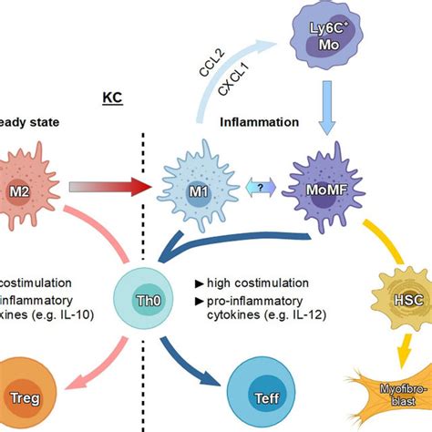 Kupffer Cells Kcs And Liver Sinusoidal Endothelial Cells Lsecs By