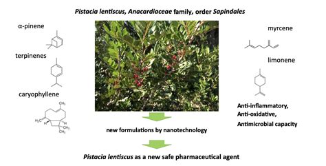 Pistacia Lentiscus From Phytopharmacology To Scientific Explanations