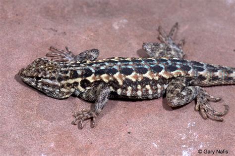 Common Side Blotched Lizards Uta Stansburiana