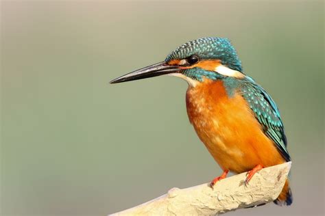 Kingfisher Bird Beak - Free photo on Pixabay