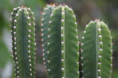 Mescaline Cacti