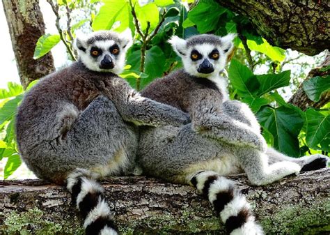 La conservation des lémuriens à Madagascar à lhonneur dans la série de